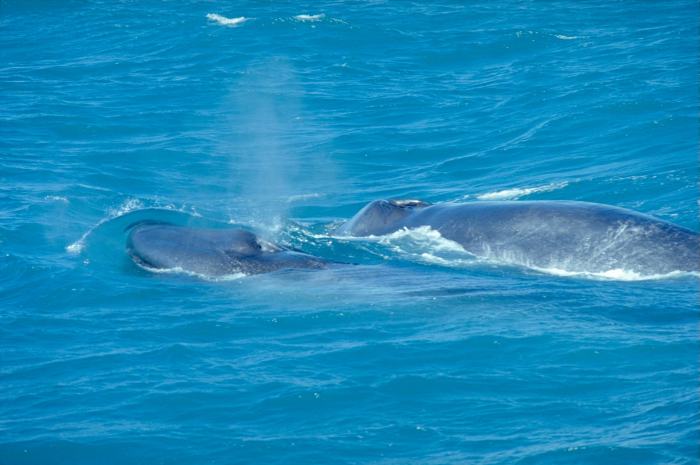 blue whale