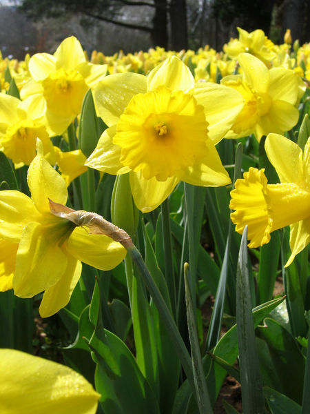 daffodil ; Narcissus pseudonarcissus