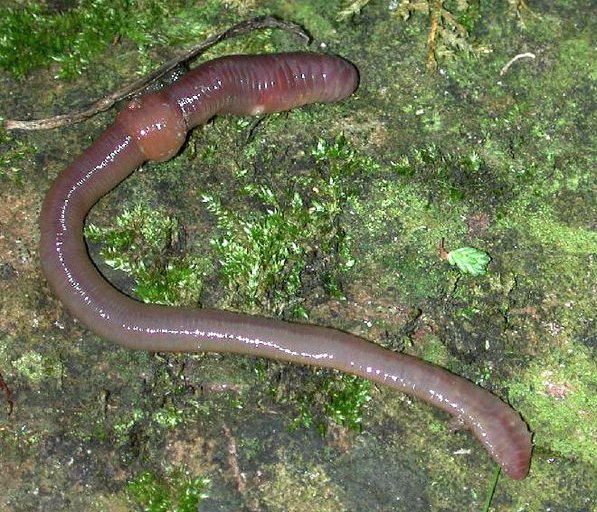 earthworm ; angleworm