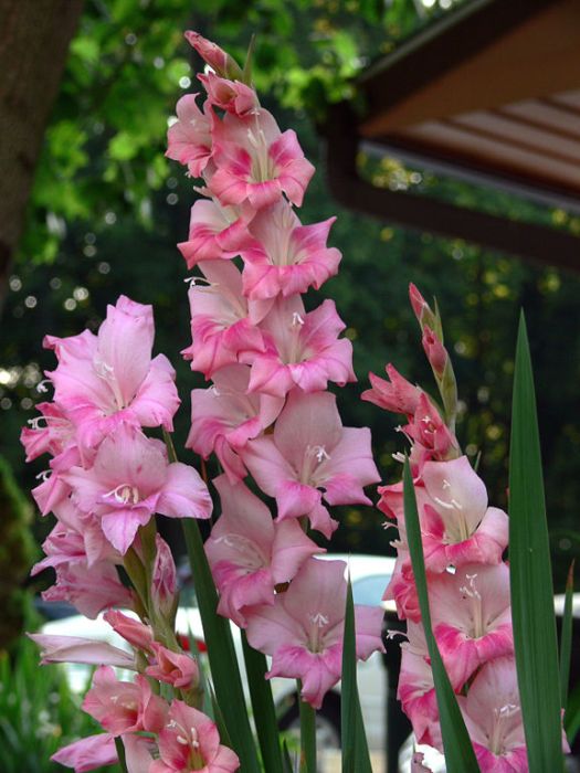 gladiolus