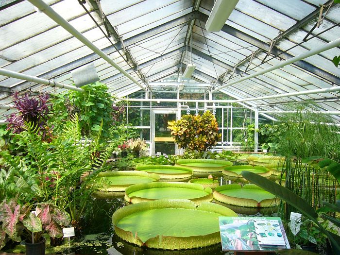 greenhouse ; glasshouse