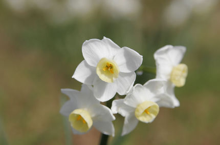 jonquil ; Narcissus jonquilla