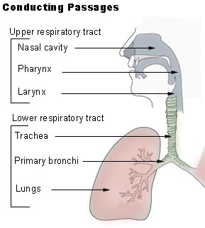 larynx ; voice box