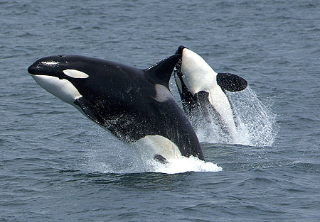 killer whale ; orca