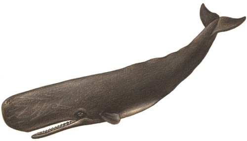 sperm whale ; cachalot