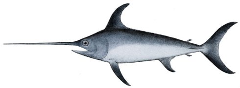 swordfish ; Xiphias gladius