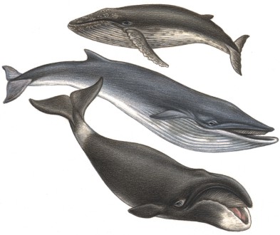 whale