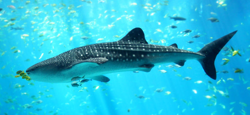 whale shark ; Rhincodon typus