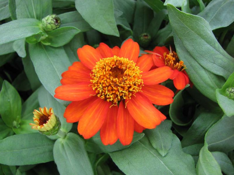 zinnia