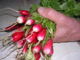 radish.jpg